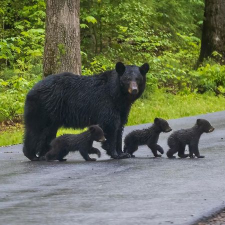 Moonshine Chalet, Hot Tub, Pool Access, Wifi, 1089 Free Tickets Each Paid Day, Dollywood And More Gatlinburg Zewnętrze zdjęcie